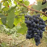 Alloggio per agriturismo Le *
