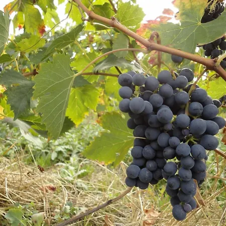 Фермерский дом Le *