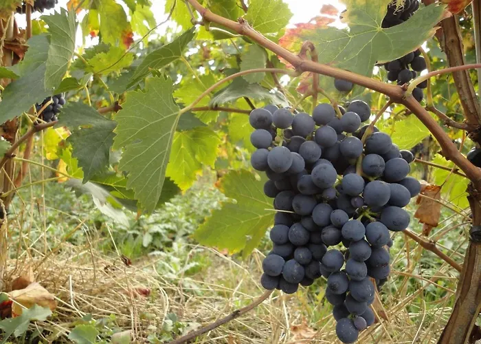 Alloggio per agriturismo Le *